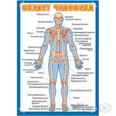 Плакат А2 Скелет человека (490х690) 41269 Русский дизайн 