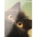 Пенал 1-секционный большой МИЛЫЙ КОТИК-1 190х115, глянц.ламинир. ПН-7386 Проф-Пресс 